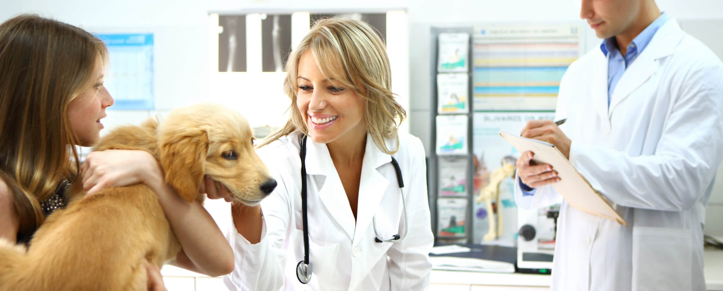 Veterinarian giving a Golden Retriever puppy a checkup